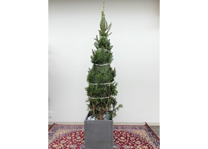 国産もみの木 根付き 180cm 予約販売商品のためキャンセル不可 Glanet 国産もみの木 根付き 180cm 予約販売商品のためキャンセル不可 Glanet