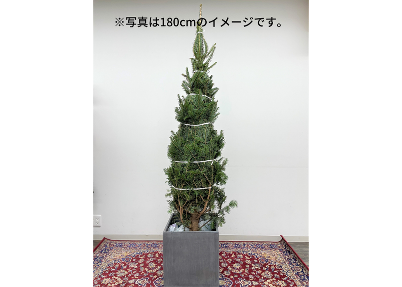 国産もみの木 根付き 150cm 予約販売商品のためキャンセル不可 Glanet