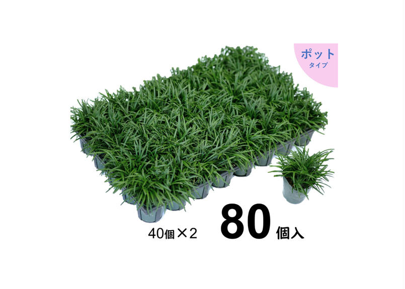 タマリュウ80個 ポット 石井の玉竜 一部地域 送料無料 タマリ タマリュウ80個 ポット 石井の玉竜 一部地域 送料無料 タマリ