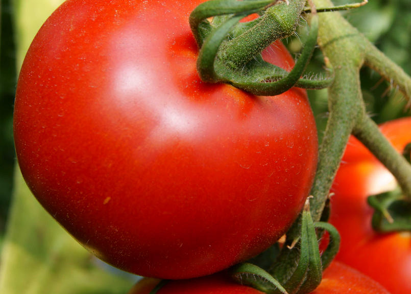 南国フルーツトマト 薩摩甘照プレミアム てらす オンラインショップ