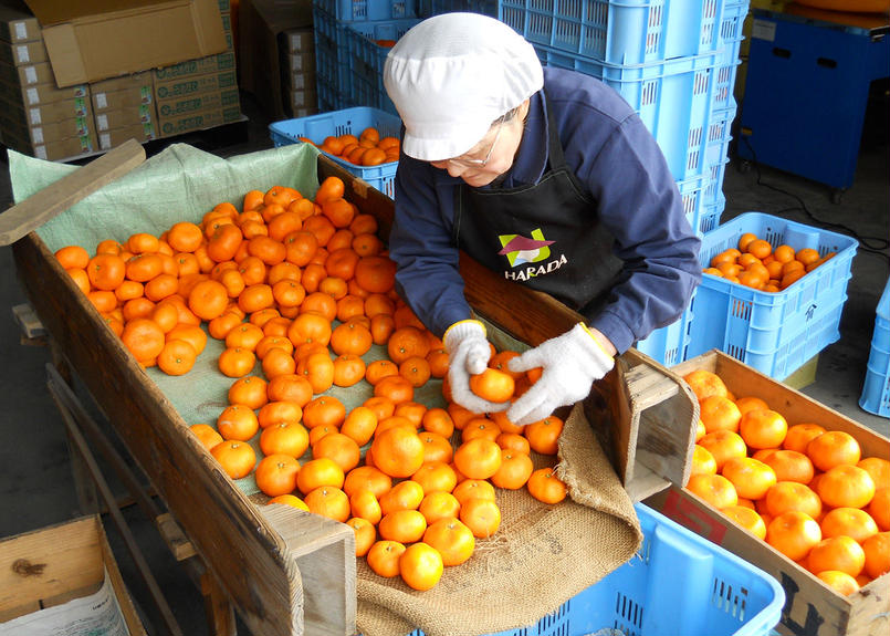 送料込 無農薬栽培 小田原産みかん 5kg 1箱 商品コード Tf とこと