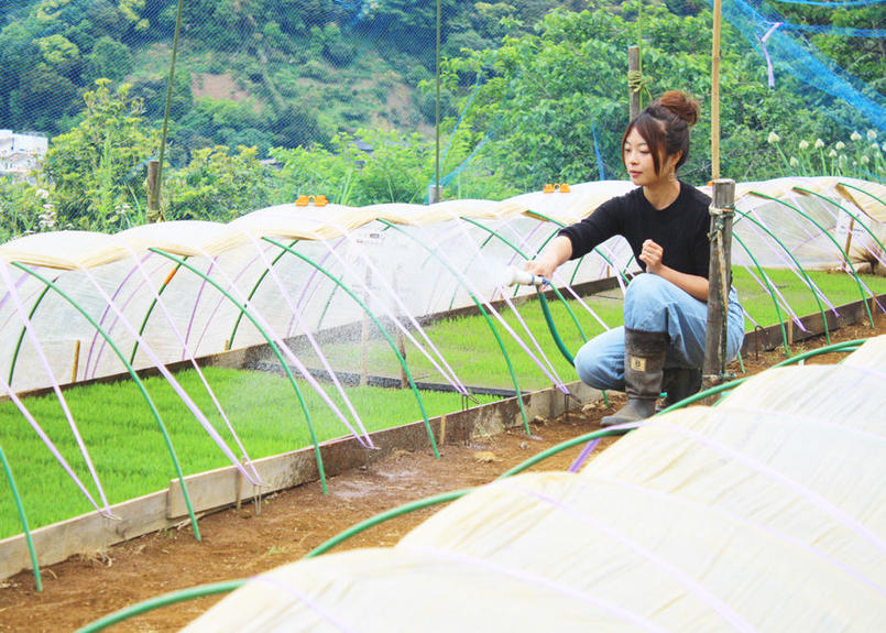 Beat Ice 棚田米使用 葉山アイス 12個セット 2種 各6個 商品コード Tf390