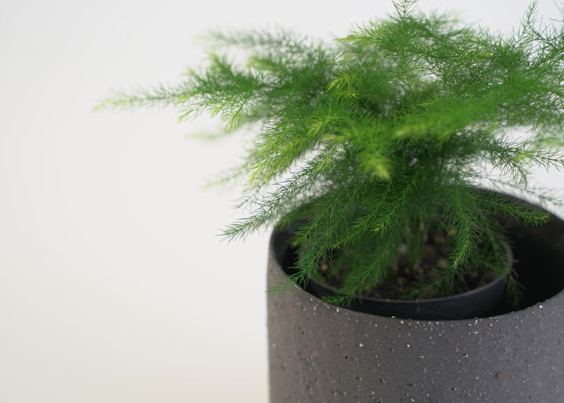 ミニ観葉 アスパラガス プルモーサス ナナス 2号 Unwind Online Store