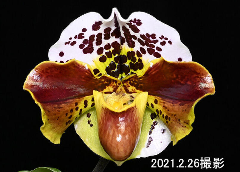 Paph Iron Man 花付き株 ドイツ産点花 大和農園洋蘭部