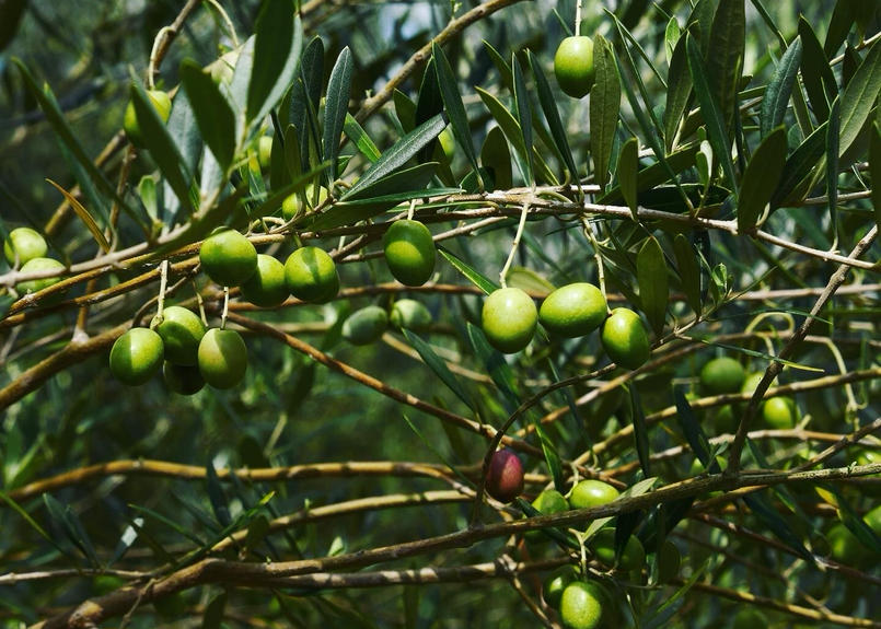 淡路島オリーブ 食べ比べ6つセット Yokachoro Food Base