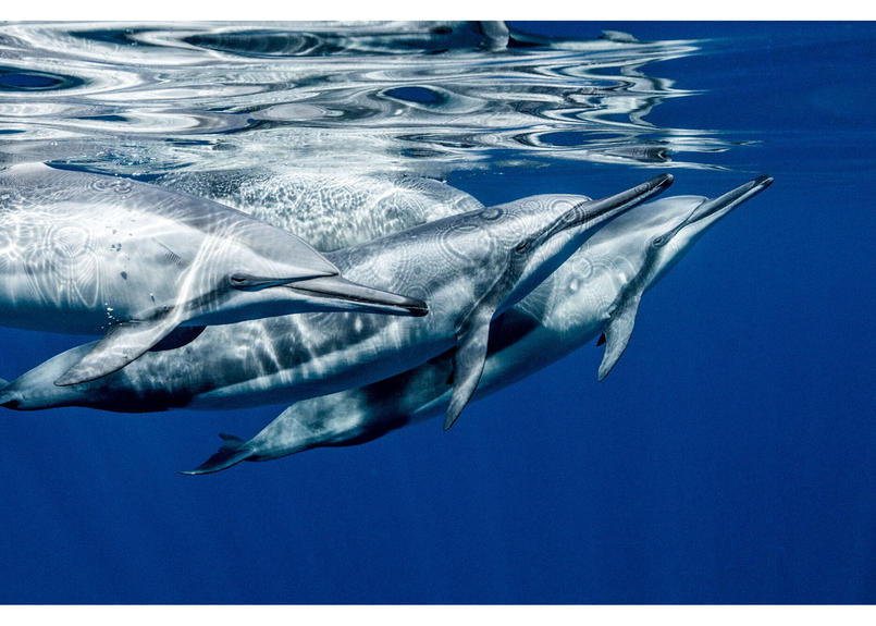 写真集 これが君の声 青の歌 Sound Of Echo Song Of Blue 直