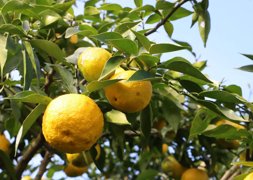 青ゆずこしょう そお市認定ブランド 柚子彩 公式オンラインショップ